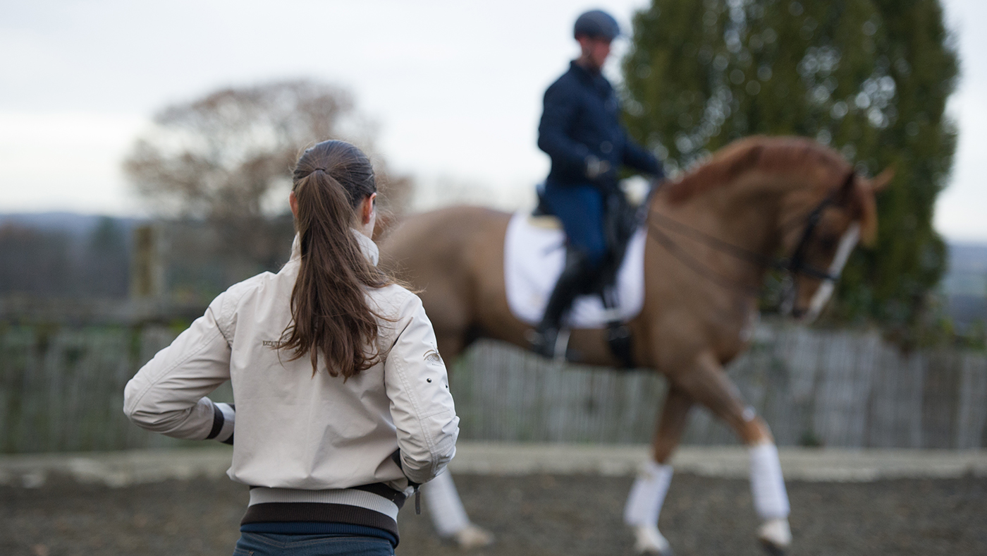 looking at a horse