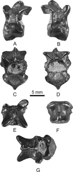 A tiny vertebra belonging to what may be the smallest known species of dinosaur.