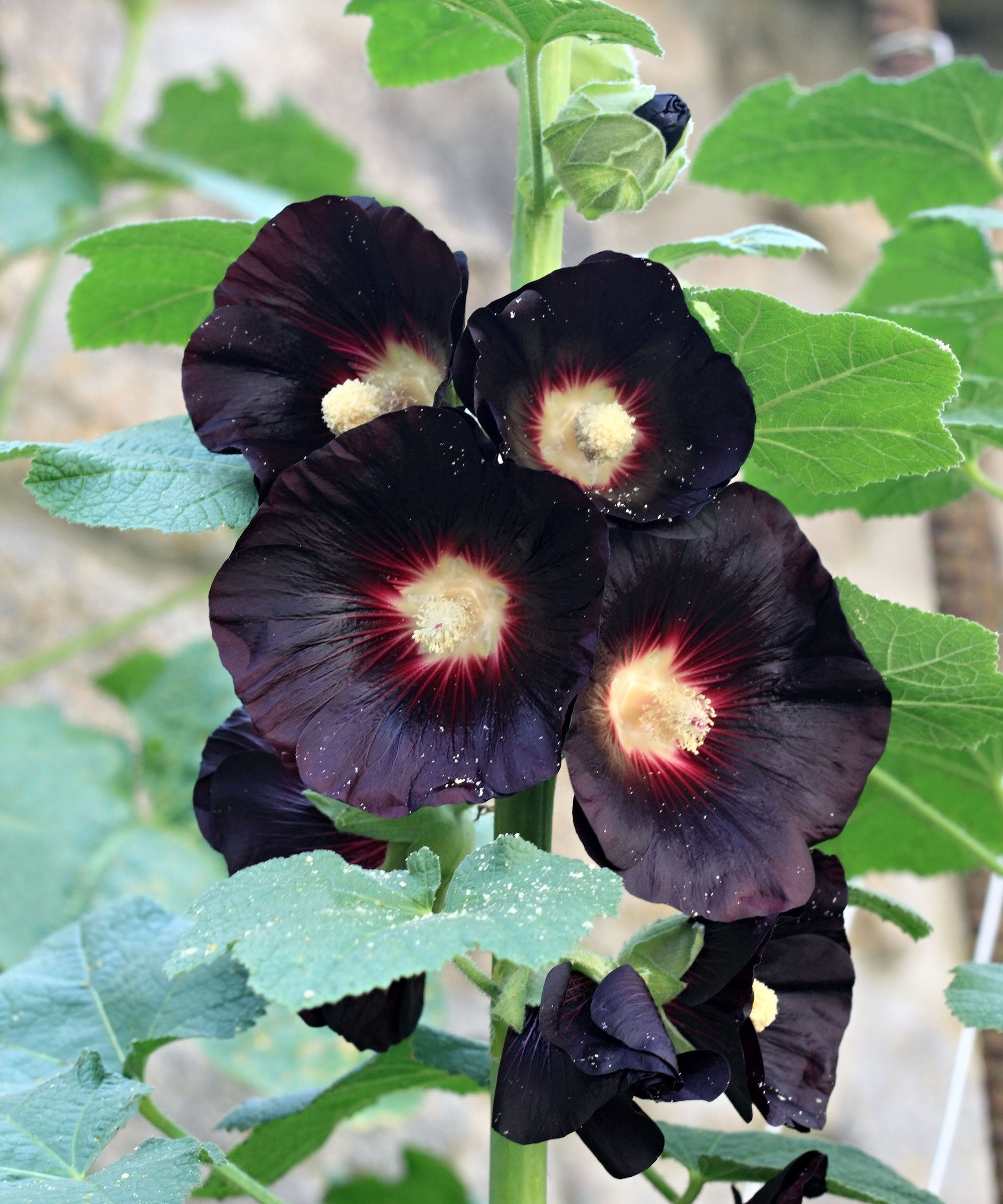 Nigra hollyhock flowers in garden border