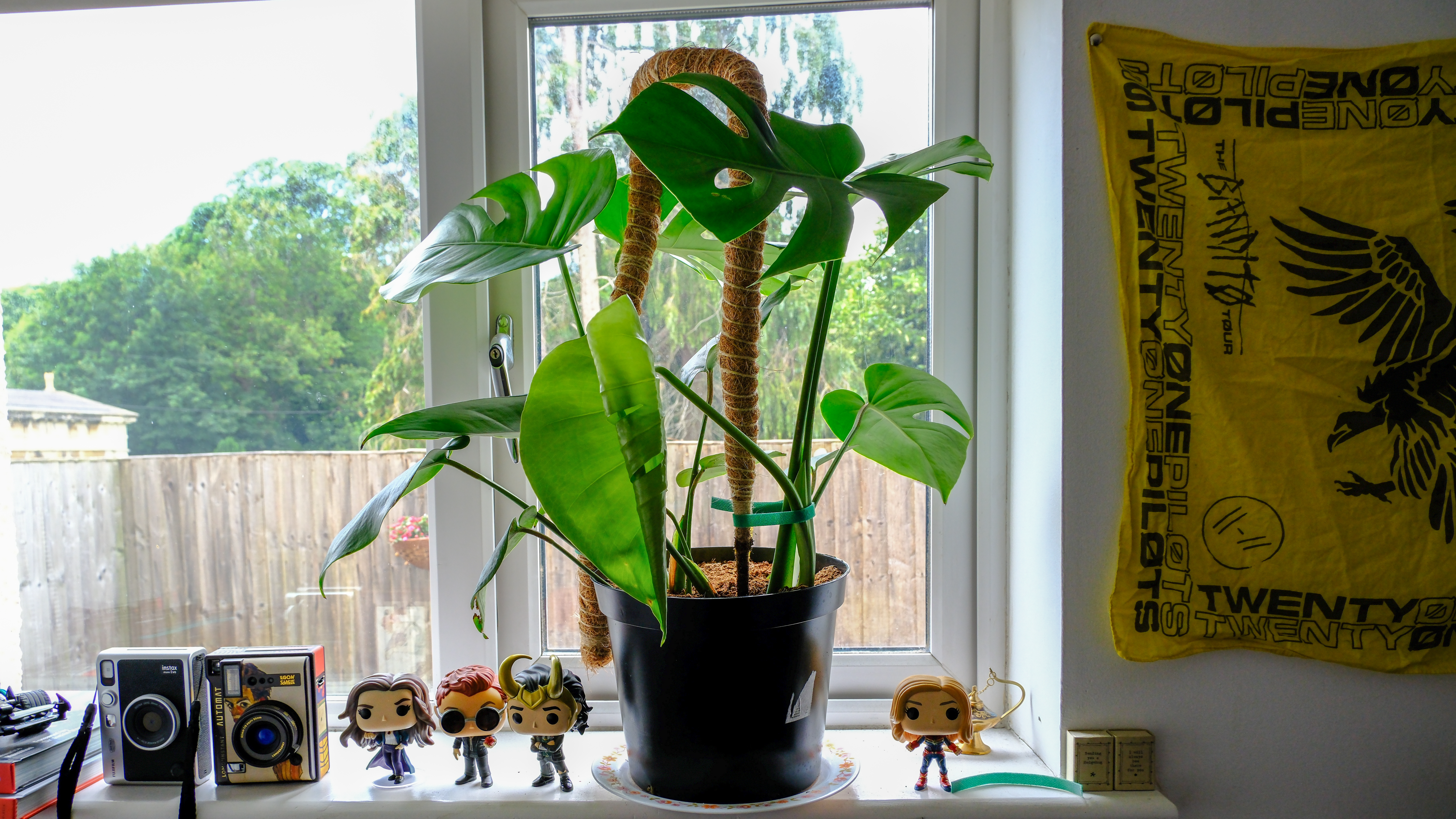 A healthy adult Monstera