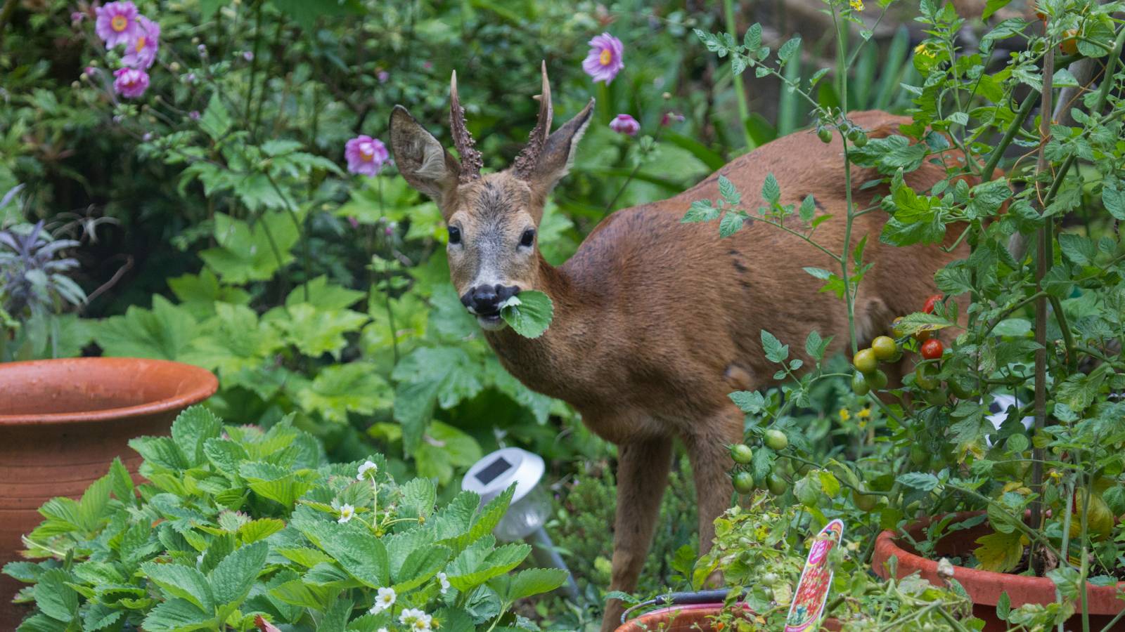 A deer with antlers in a garden with a leaf in its mouth