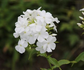 White phlox