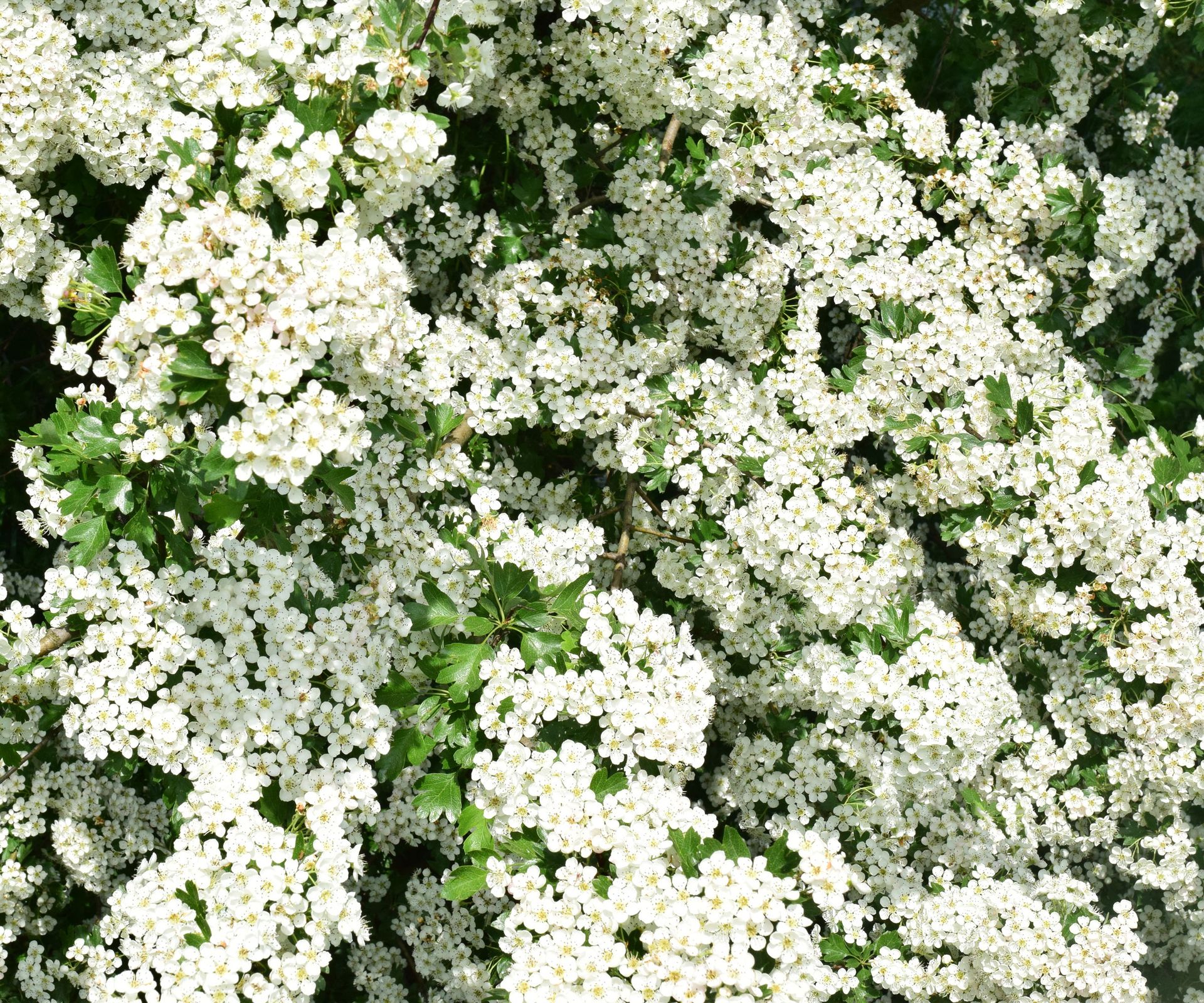 white flowering hawthorn tree with bright clusters of blossoms