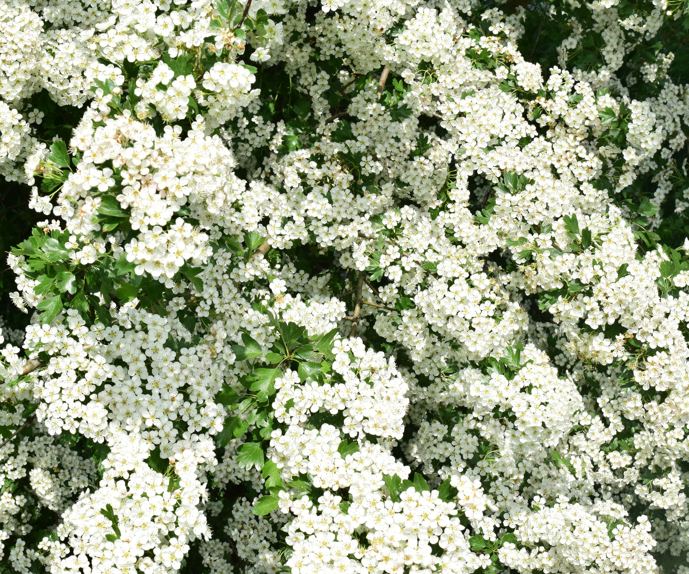 white flowering hawthorn tree with bright clusters of blossoms