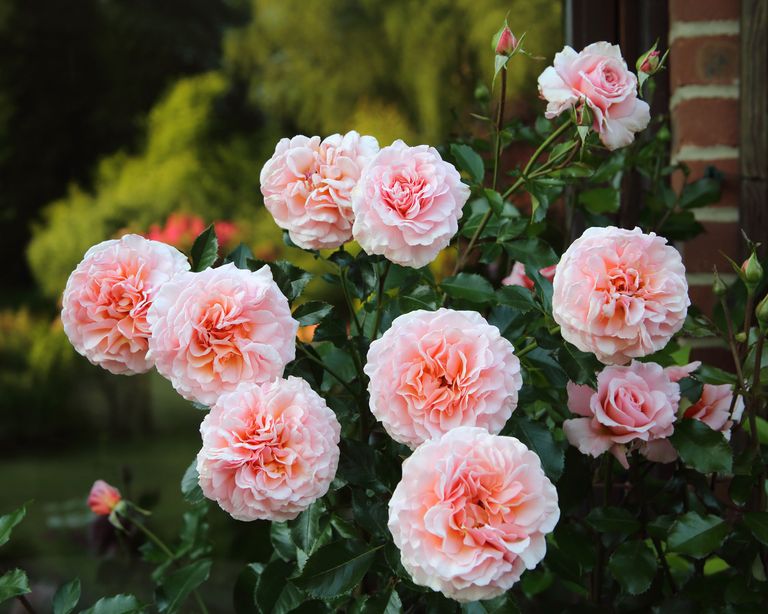 now-is-the-time-to-prune-rambling-roses-says-monty-don-real-homes