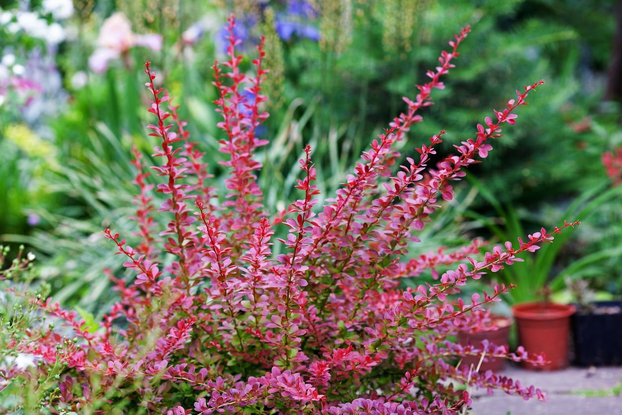 Shrub With Red Leaves