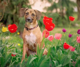 dog sitting amongst red tulips