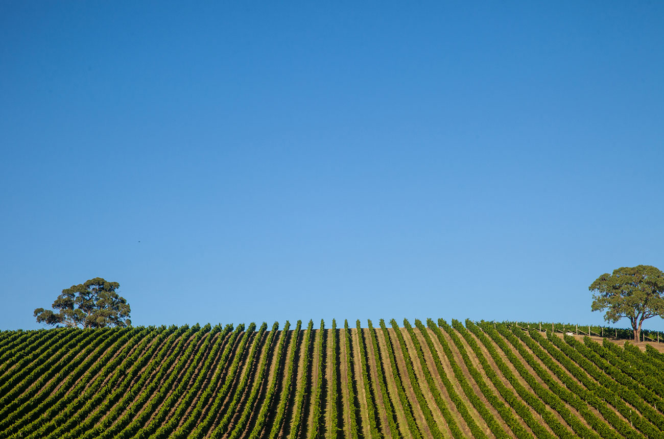 Giant-Steps,-Sexton-Vineyard