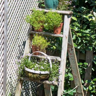 aldsworth plant pot ladder