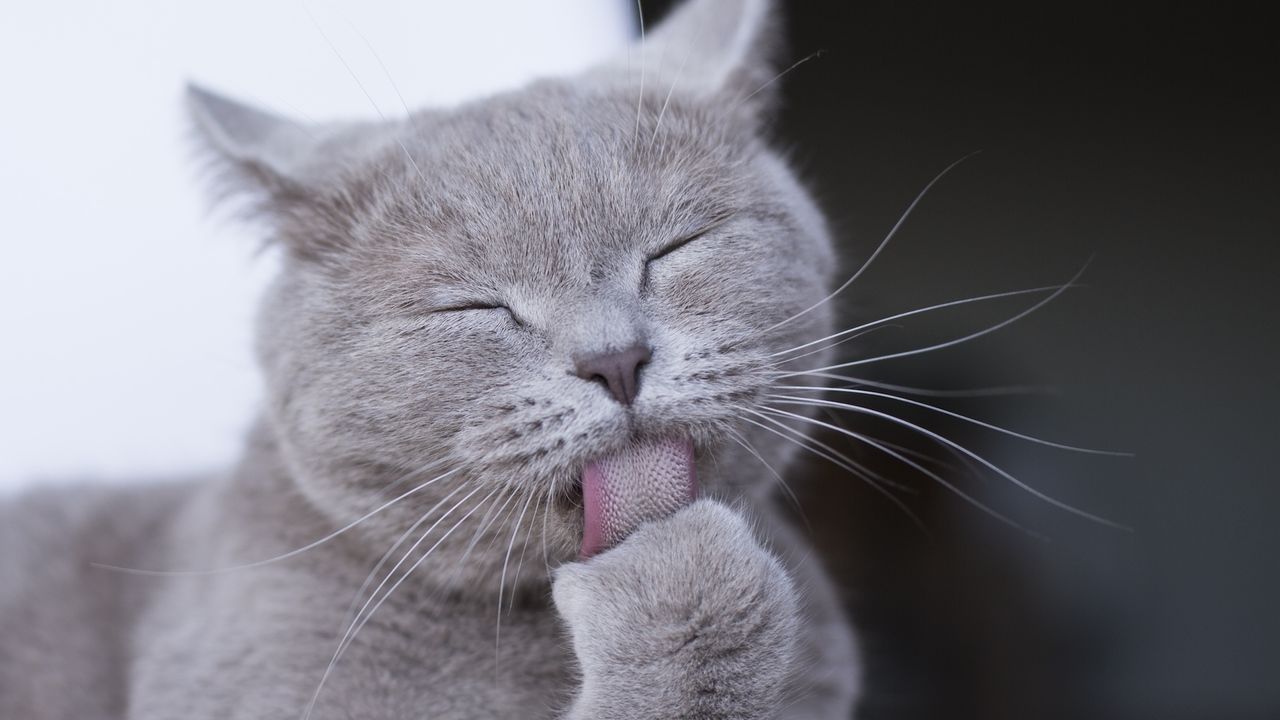 a gray cat licks its paw, revealing the tiny hooked texture on its tongue