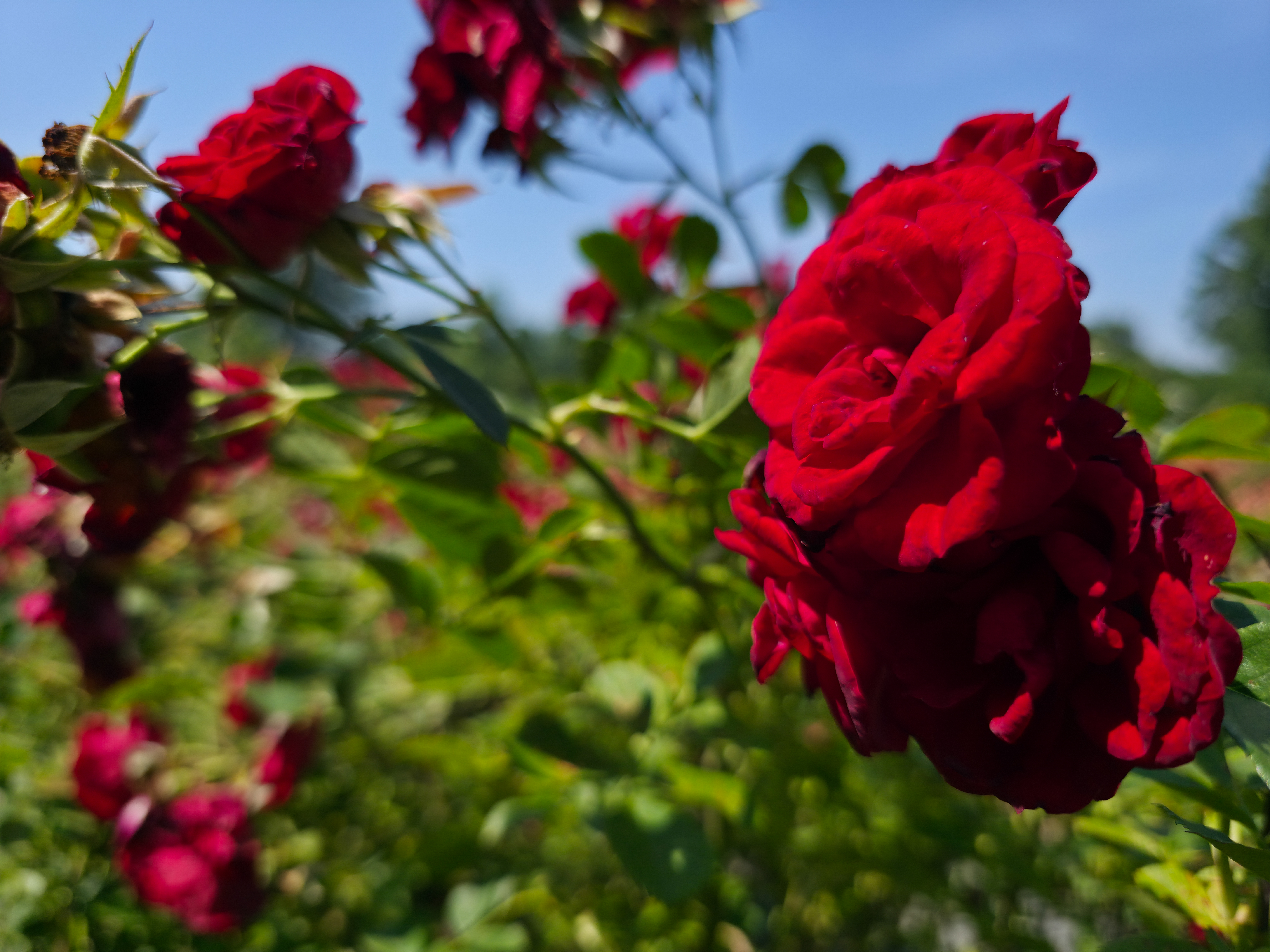 A red rose photographed with the Samsung Galaxy S25 Ultra at a variety of resolution settings