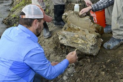 A student brushes the mammoth fossil.