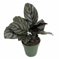 Prayer plant | $9.99 at Walmart