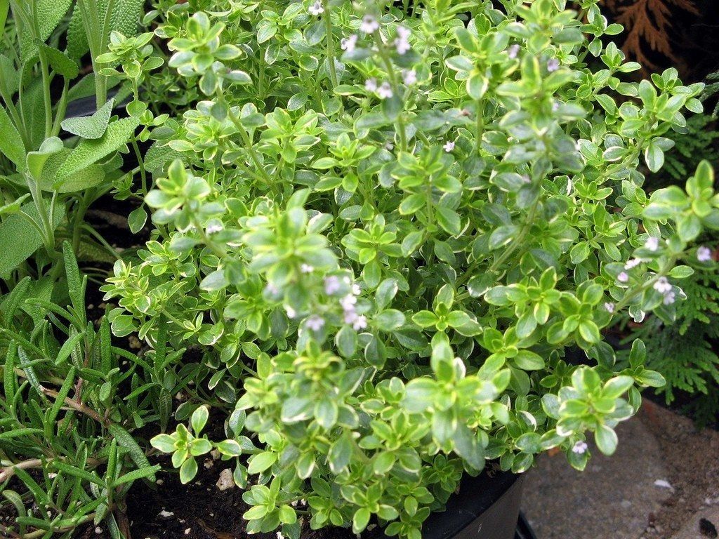 Lemon Thyme Information and Facts