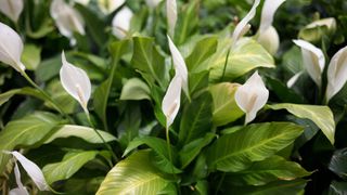 A collection of Peace Lilies (Spathiphyllum spp.) in flower