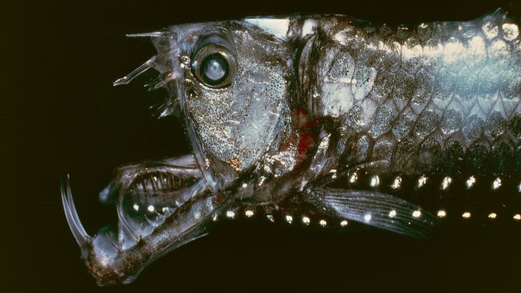 Close-up of a metallic viperfish with its jaws wide open to reveal sharp teeth.