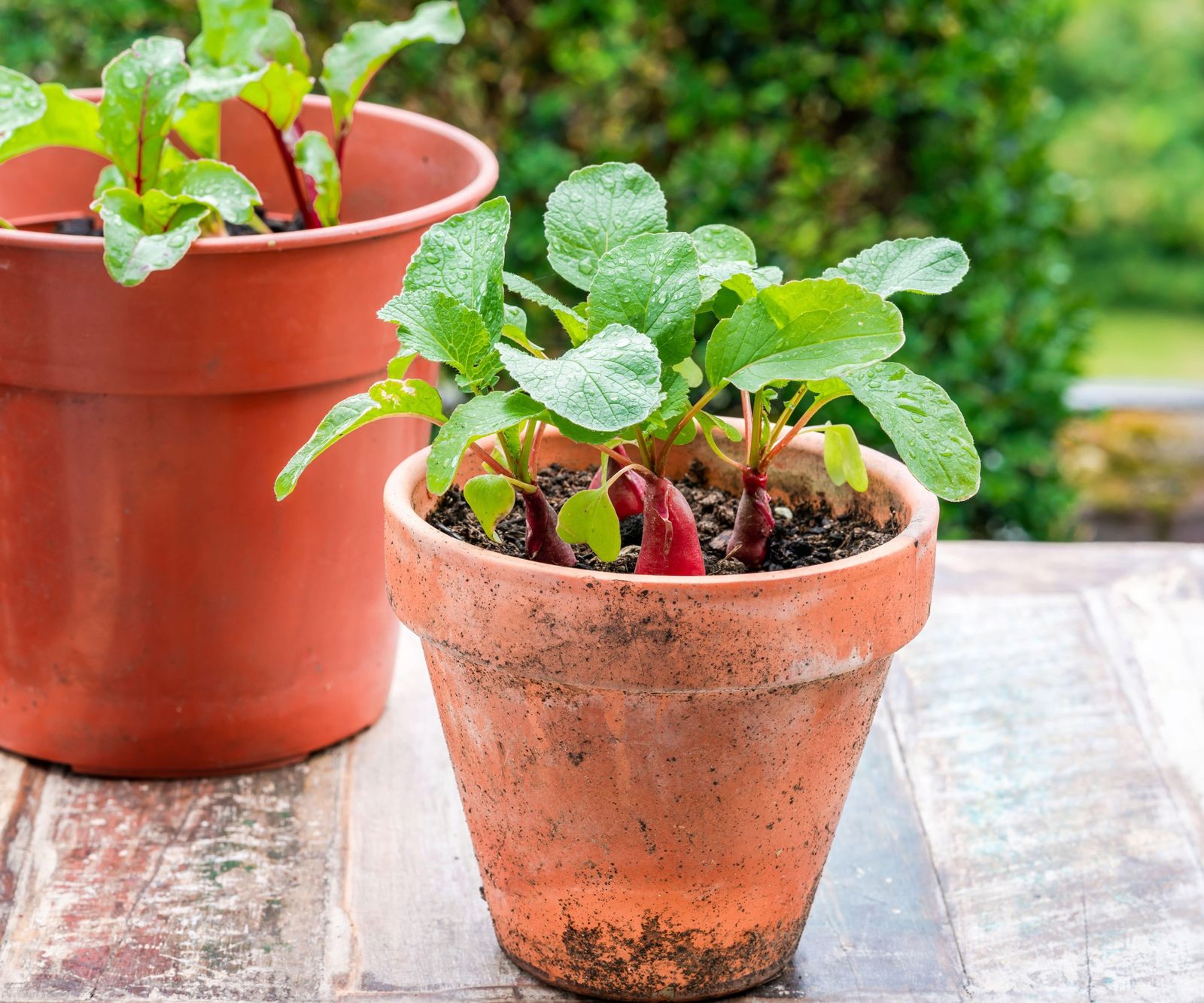 How to grow radishes in pots expert tips to succeed Homes & Gardens
