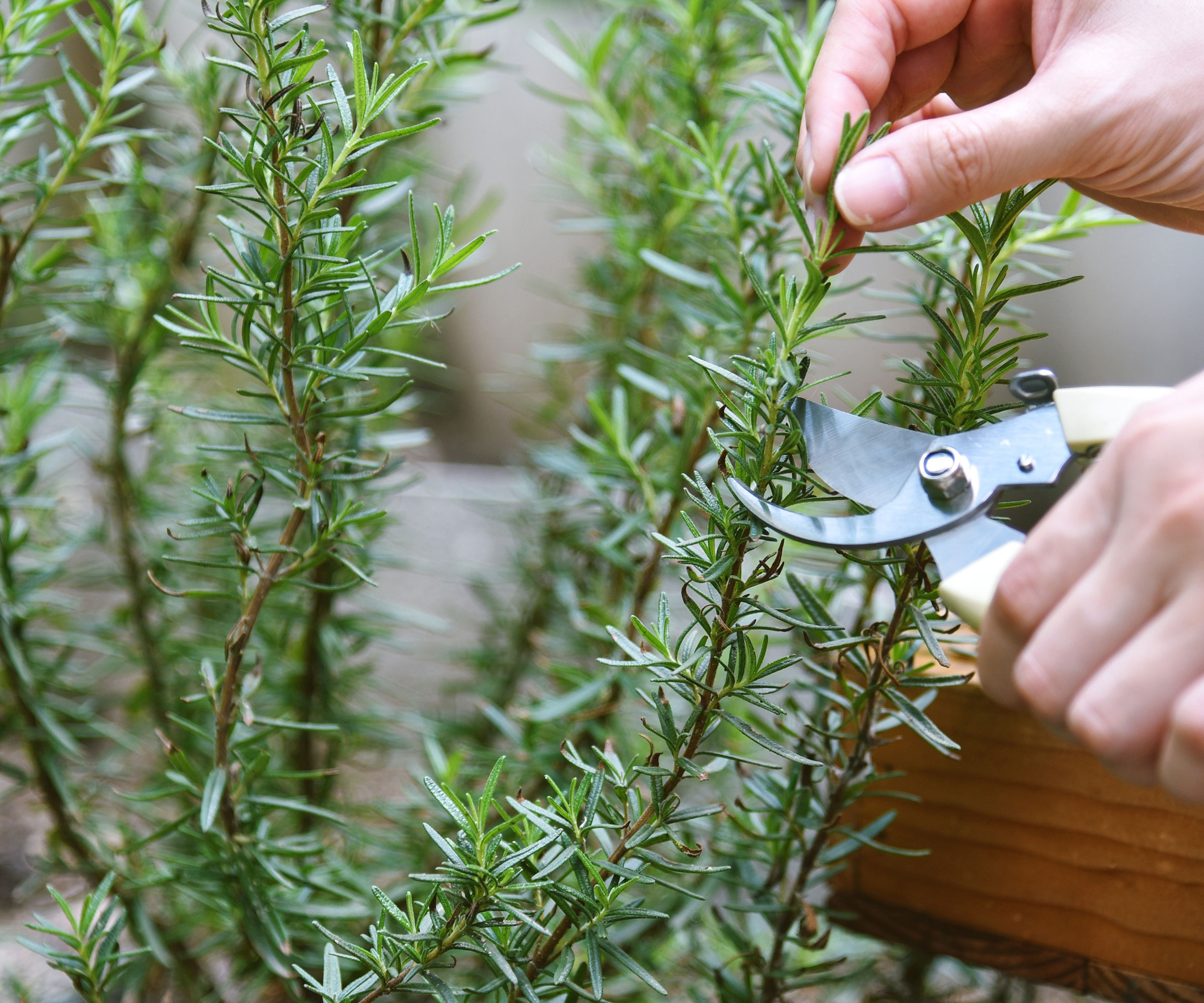 twiggy rosemary being pruned