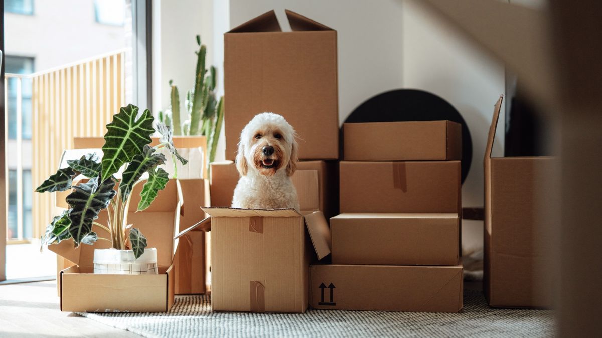 A cute goldendoodle dog sitting inside a delivery box against stacked cardboard boxes in the living room