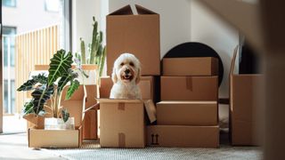 A cute goldendoodle dog sitting inside a delivery box against stacked cardboard boxes in the living room