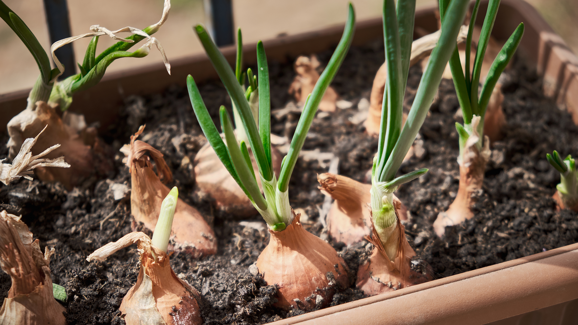 Spring onions growing in pot