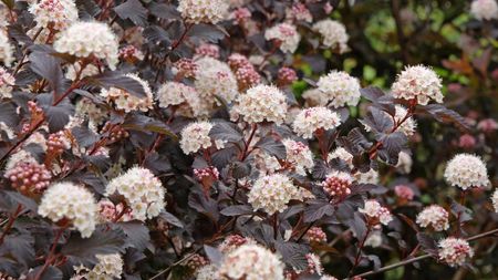 The white flowers of a Ninebark Diable D'Or 'Mindia' bloom against the dark purple foliage