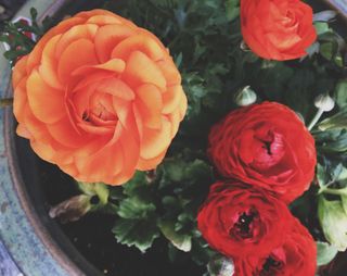 Orange and red ranunculus flowers growing in a garden pot