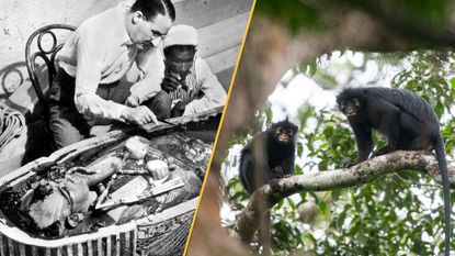 Two men study a sarcophagus on the left, on the right, two monkeys perch on a tree branch.