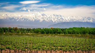 mountains and vineyard in Mendoza, Argentina