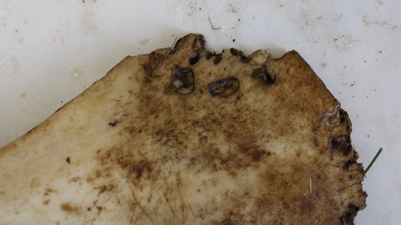 a close-up of a piece of bone with bite marks on it