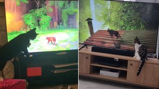 Cats watching stray video game