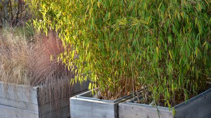 Bamboo plant growing in pots and raised bed in outdoor garden space