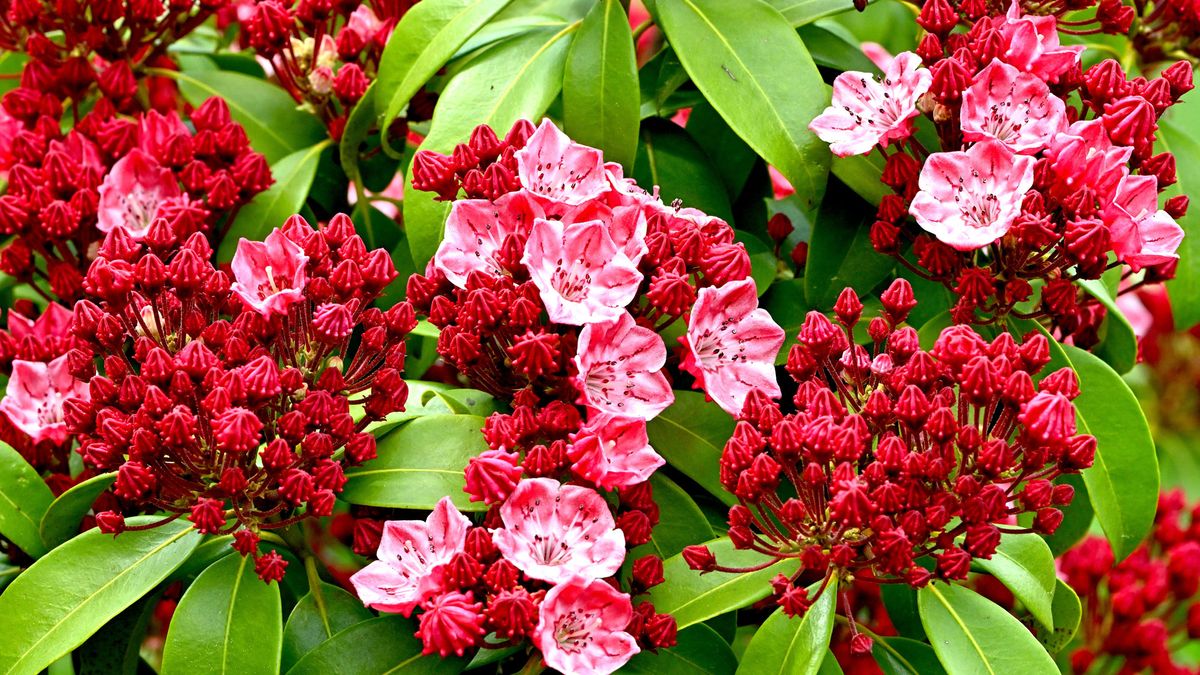 Why You Should Never Plant These 5 Shrubs in July – and the Gorgeous Alternatives You Need to Try Instead