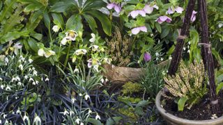 Mixed planting of hellebores snowdrops and heather