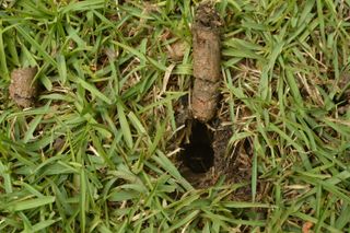soil plug from lawn aeration