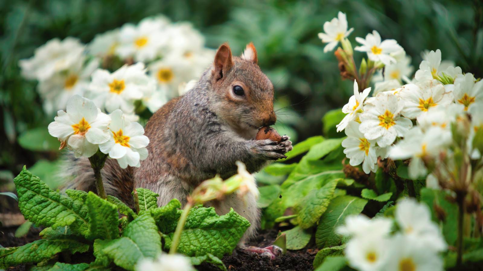 A squirrel eats a nut or bulb among white and yellow flowers