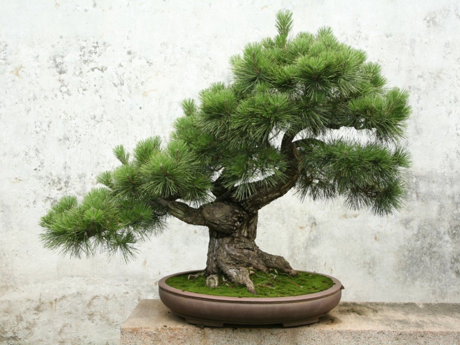 Caring For Your First Bonsai Plants | Gardening Know How