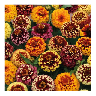 A bunch of blooming zinnia haageana flowers