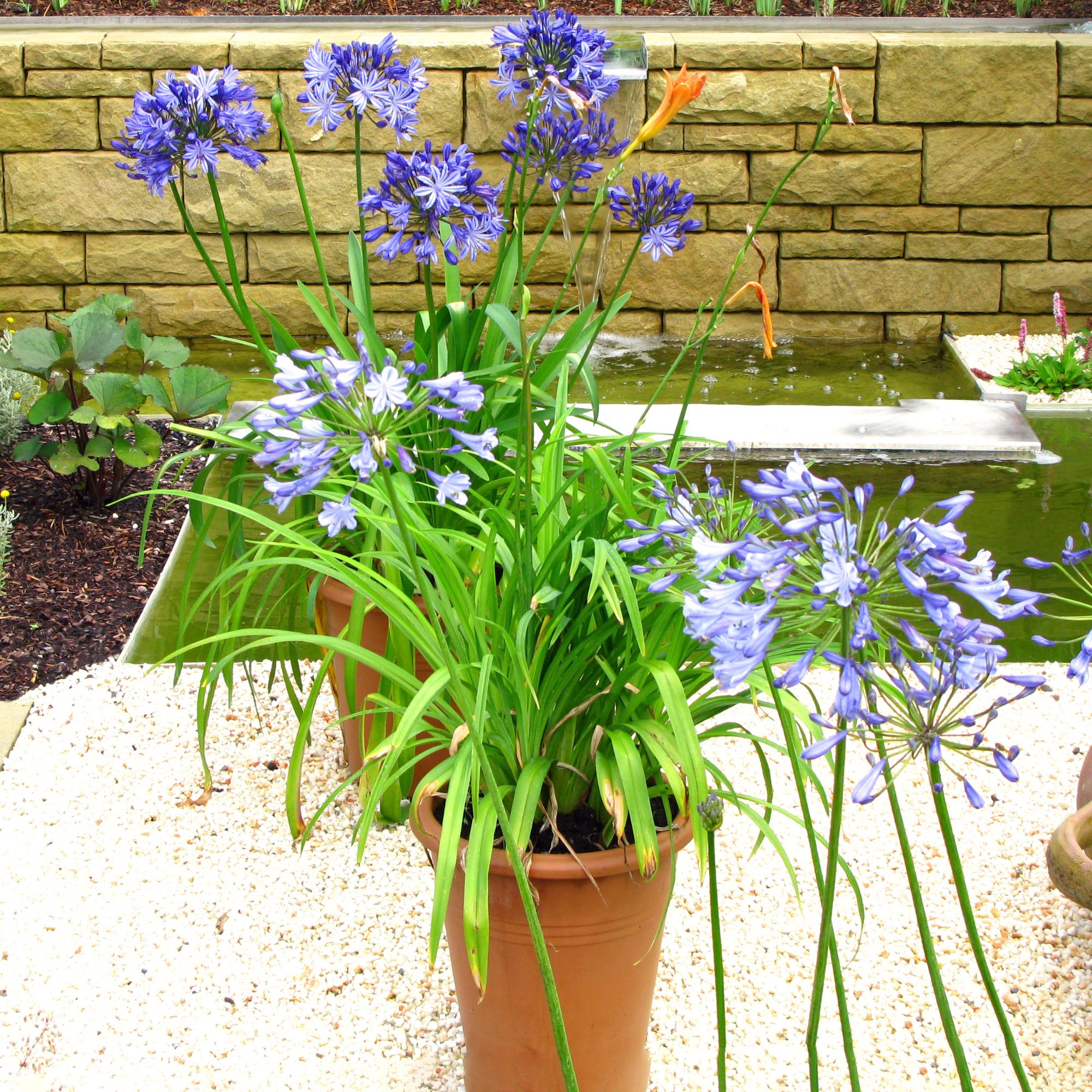 Agapanthus plants in pots