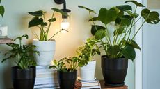 Blue wall, potted plants