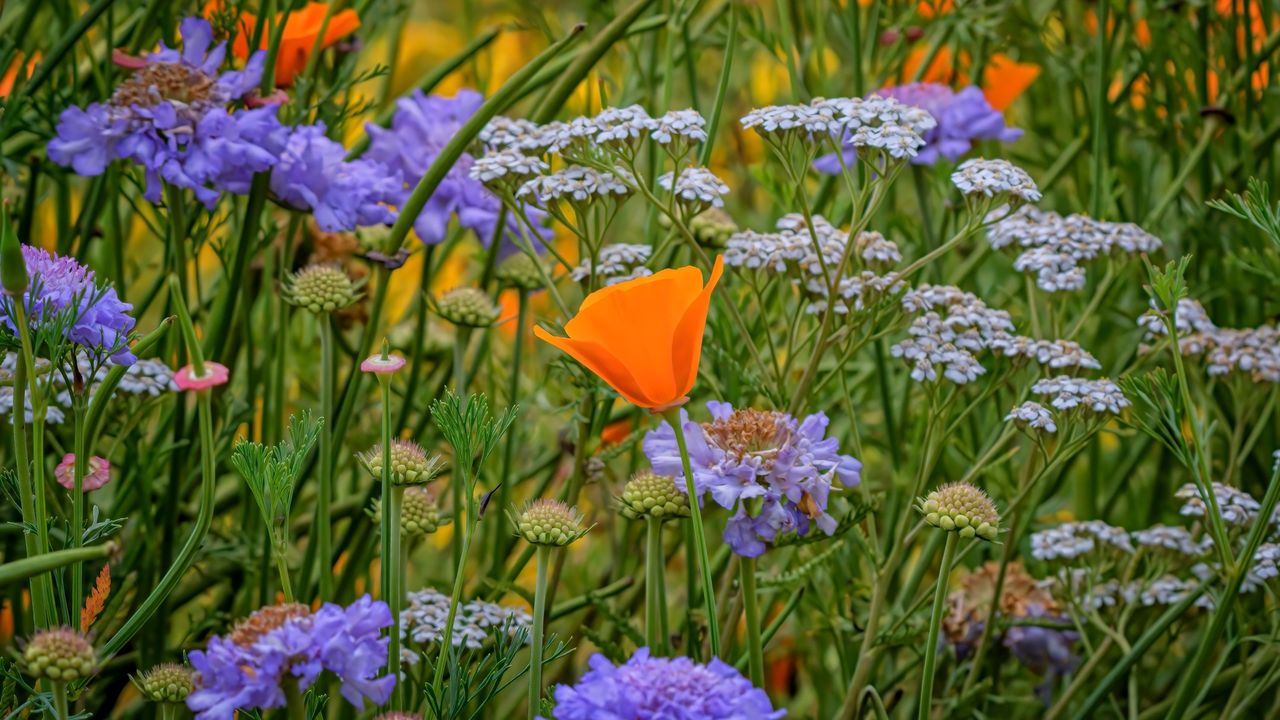 Drought tolerant plants in bloom in Oregon