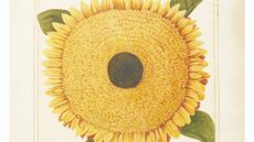 portrait of a sunflower