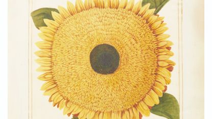 portrait of a sunflower