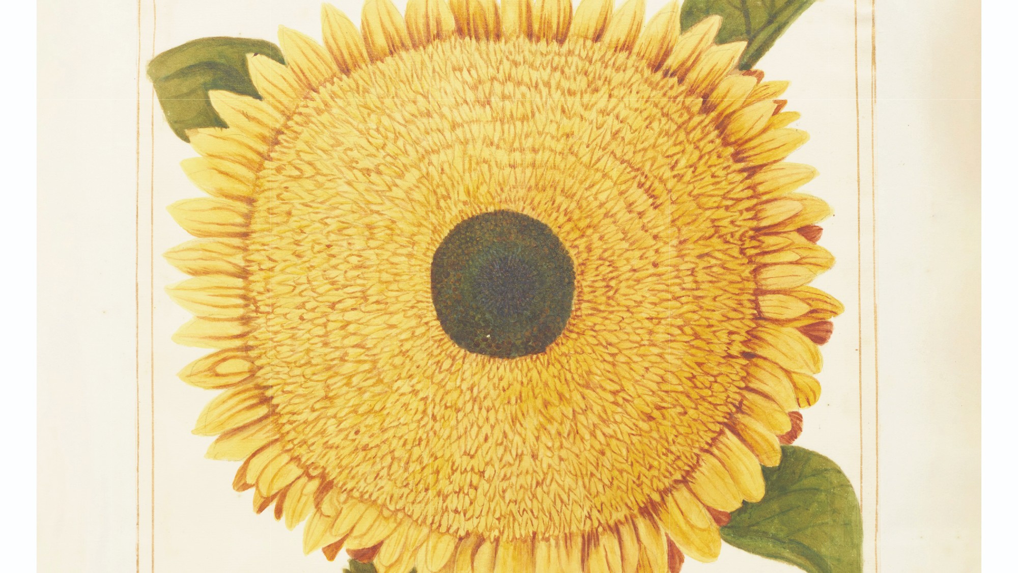 portrait of a sunflower