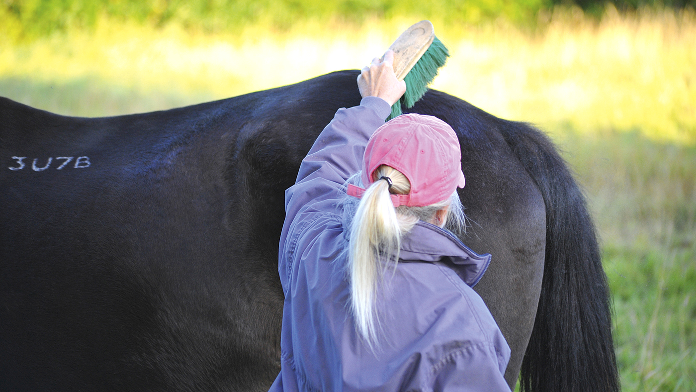 How to groom a horse