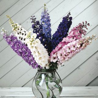 Magic Fountain Mix Delphinium