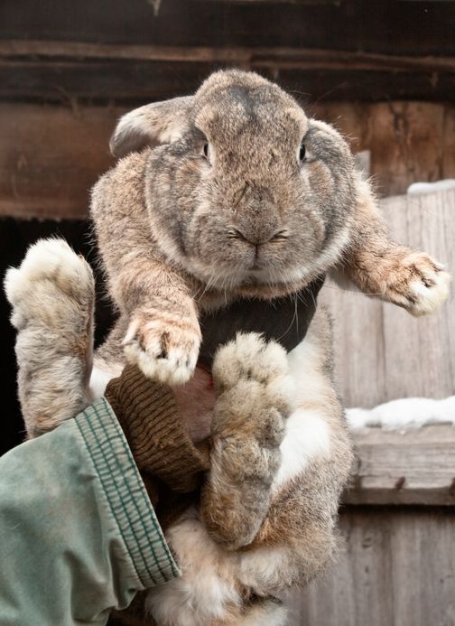 Rabbit dies on United airlines flight. 