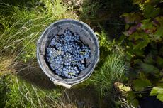 Basket of grapes in Beaujolais, France