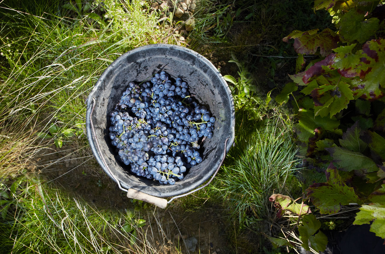 Basket of grapes in Beaujolais, France