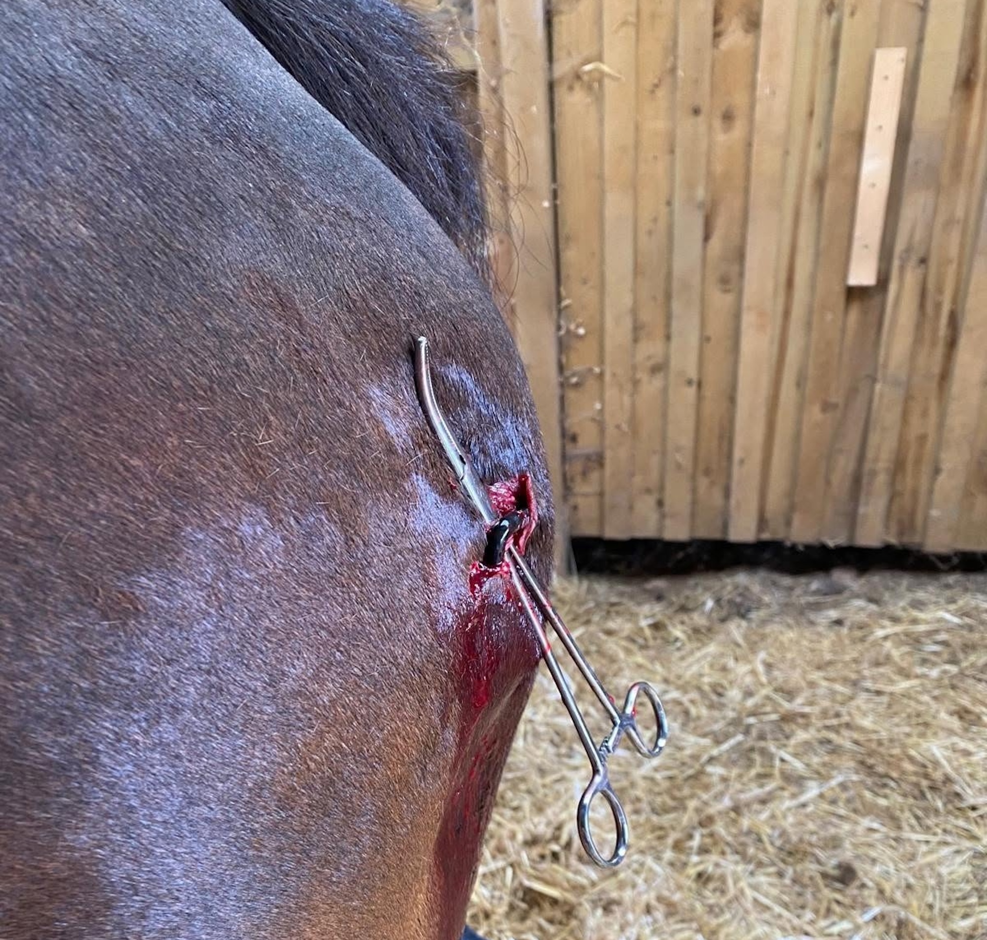 The hook just visible poking out of the minor-looking wound